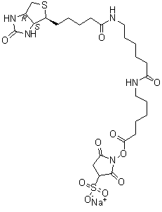 6-[[6-[[5-[(3AS,4S,6AR)-六氫-2-氧代-1H-噻吩并[3,4-D]咪唑-4-基]-1-氧代戊基]氨基]-1-氧代己基]氨基]-己酸 2,5-二氧代-3-磺基-1-吡咯烷基酯鈉鹽結(jié)構(gòu)式_194041-66-2結(jié)構(gòu)式